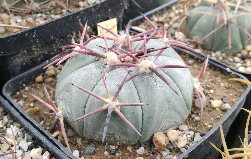 Echinocactus horizonthalonius