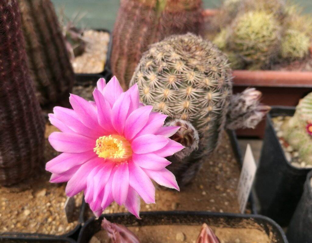 Echinocereus adustus