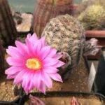 Echinocereus adustus