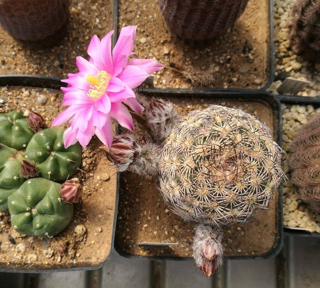 Echinocereus adustus