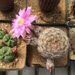 Echinocereus adustus