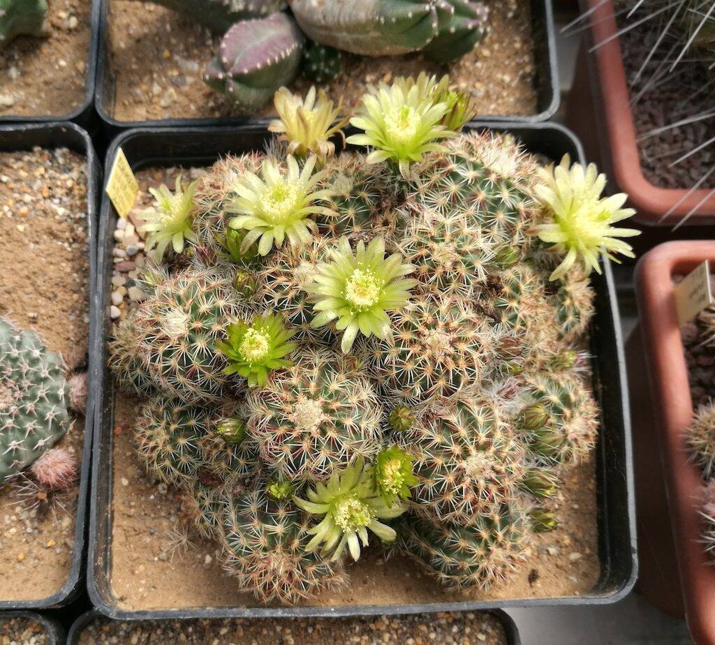 Echinocereus viridiflorus