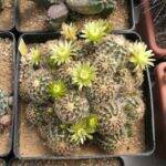 Echinocereus viridiflorus