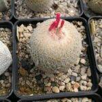 Epithelantha micromeris