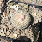 Epithelantha micromeris