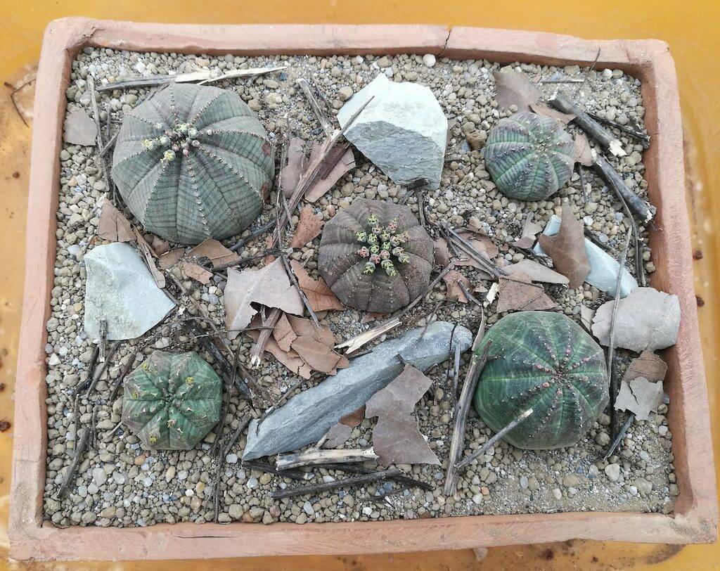 Euphorbia obesa ambientazione