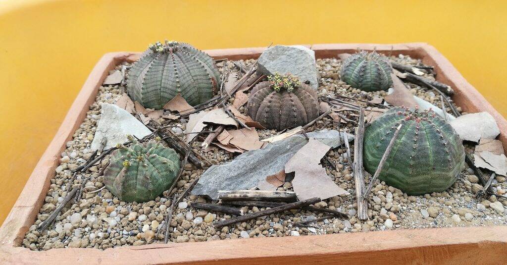 Euphorbia obesa ambientazione