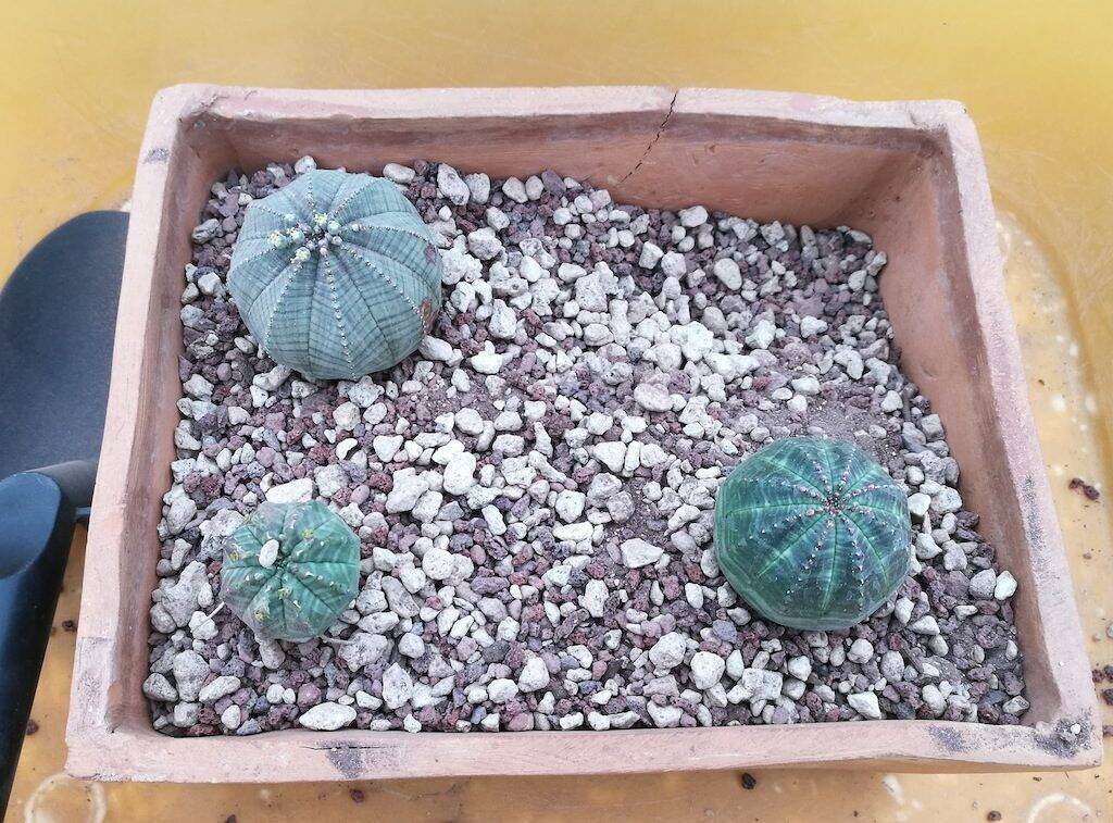 Euphorbia obesa durante il rinvaso