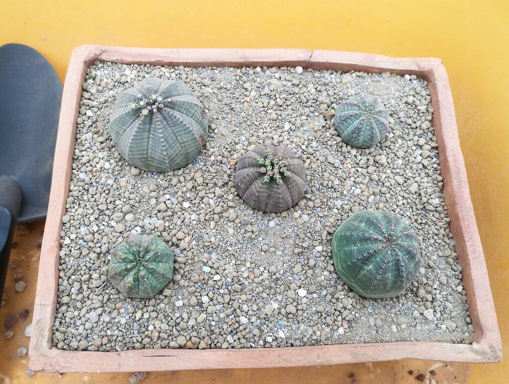 Euphorbia obesa rinvasate