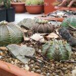 Euphorbia obesa wild bagnate
