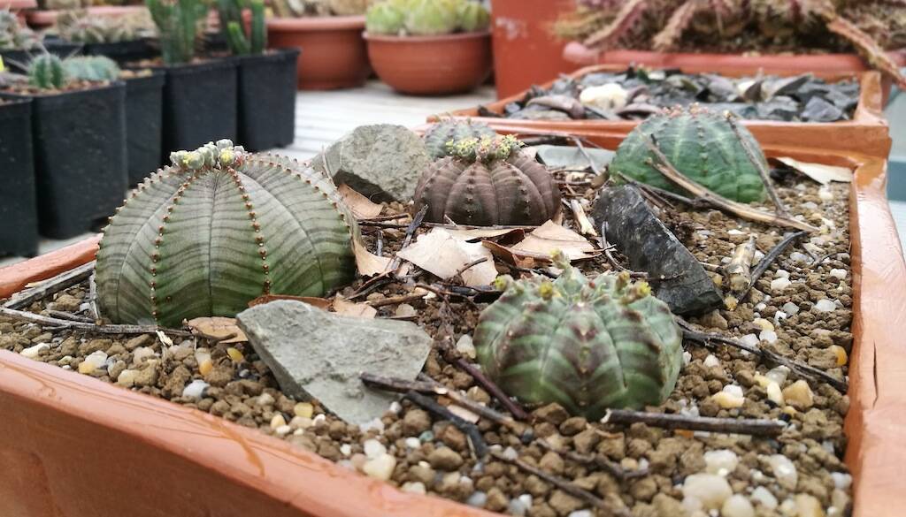 Rinvaso di Euphorbia e Ariocarpus con un tentativo di riproduzione del loro habitat