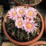 Ferocactus macrodiscus