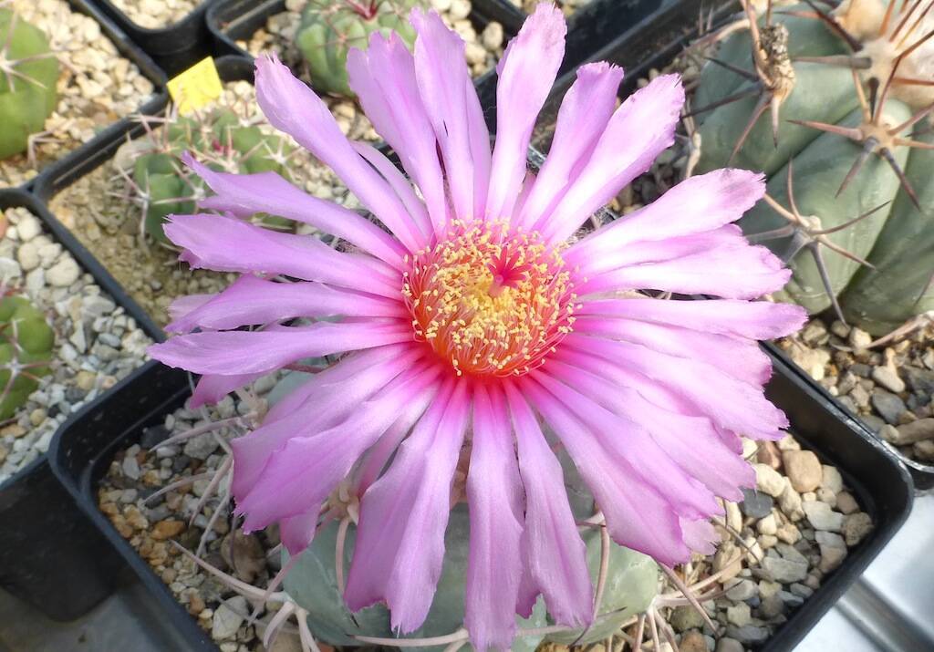 Fiore di Echinocactus horizonthalonius