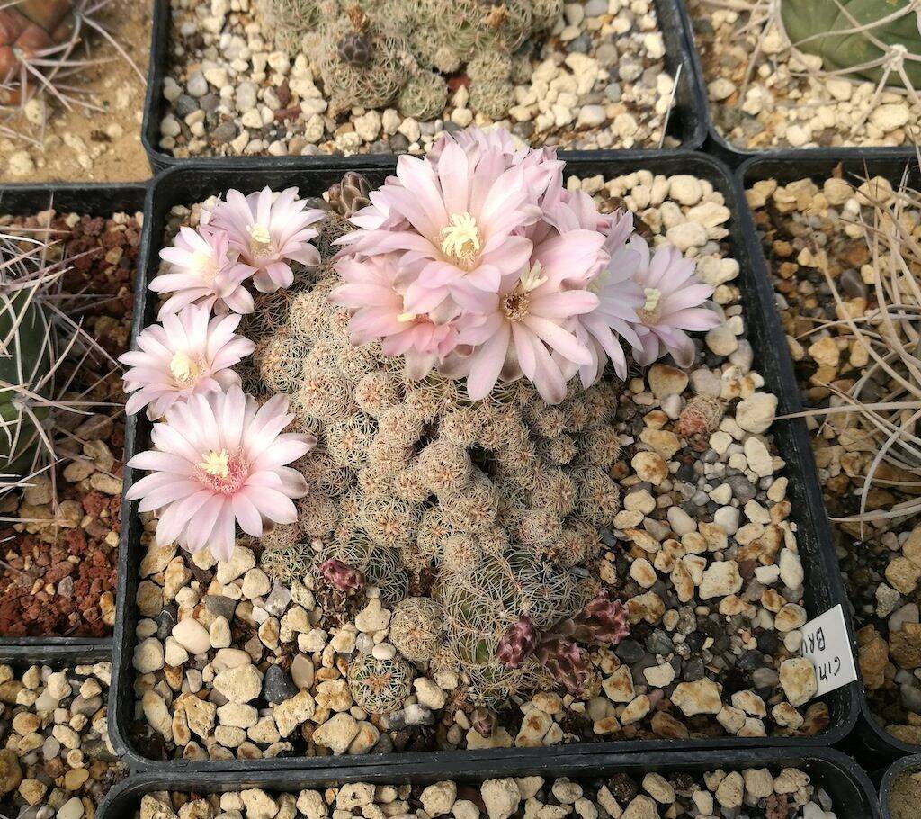 Gymnocalycium bruchii