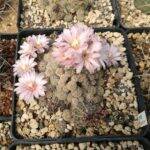 Gymnocalycium bruchii