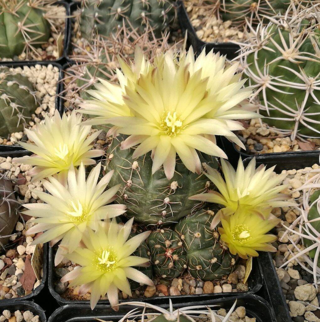 Gymnocalycium leeanum