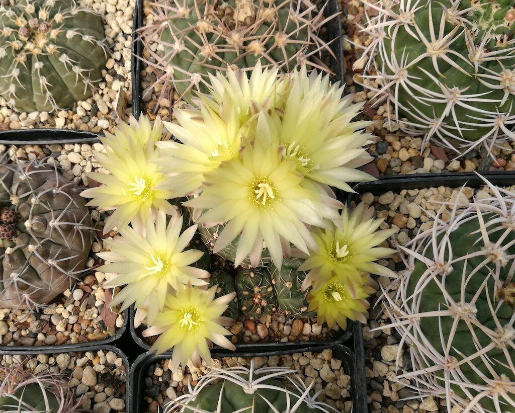 Gymnocalycium leeanum