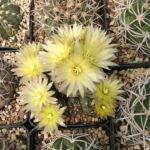 Gymnocalycium leeanum