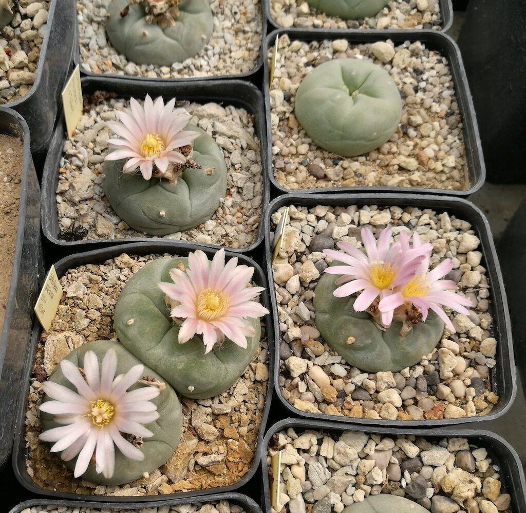 L. williamsii