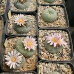 L. williamsii