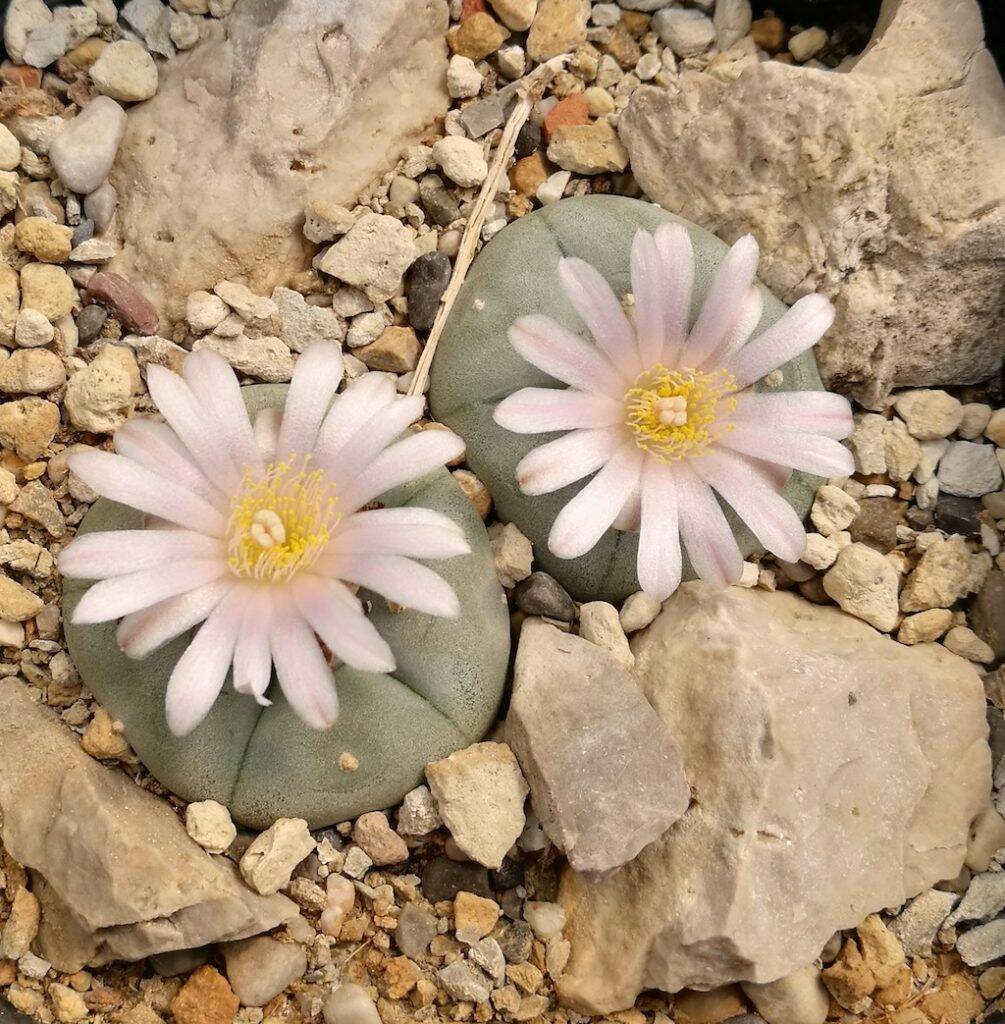 L. williamsii