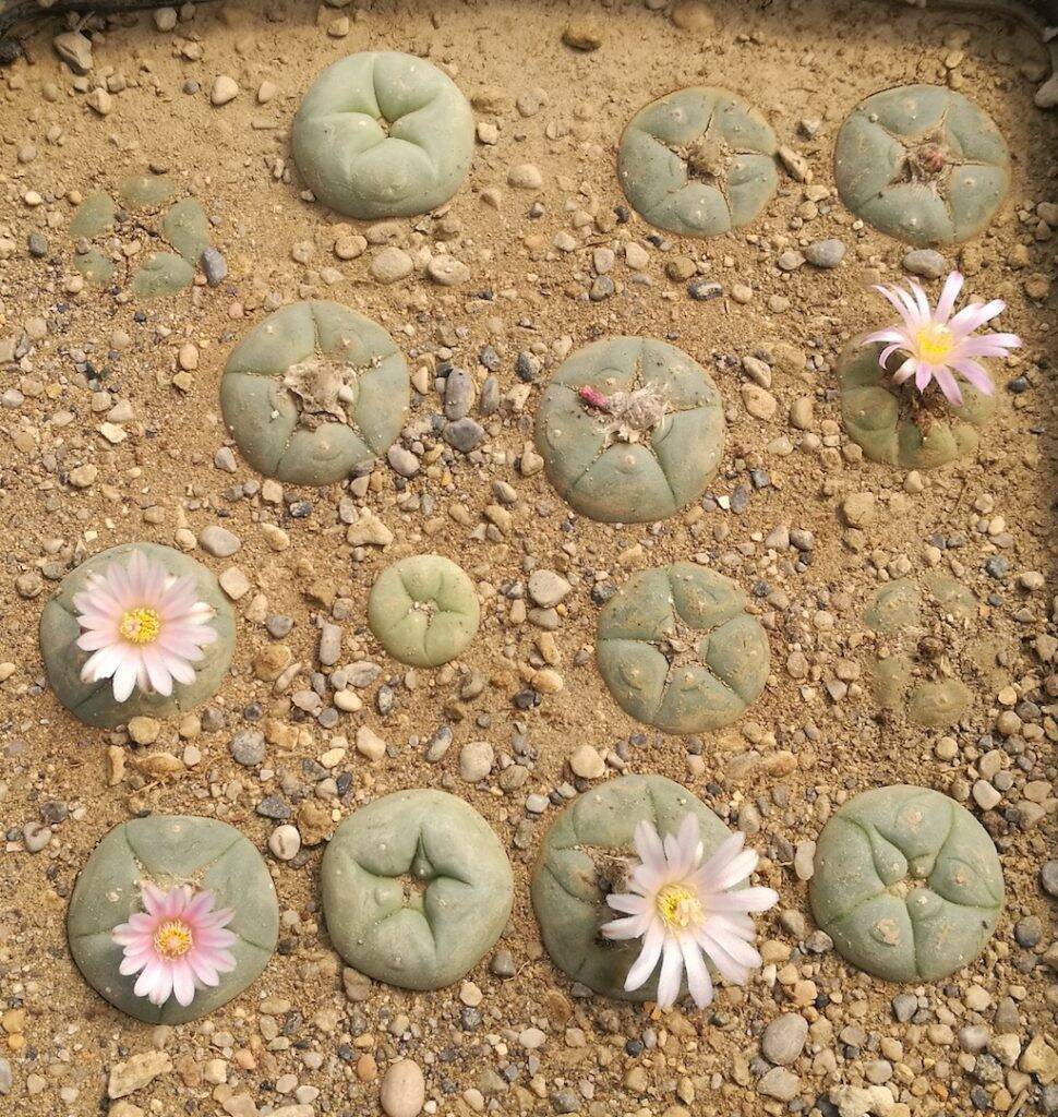 L. williamsii