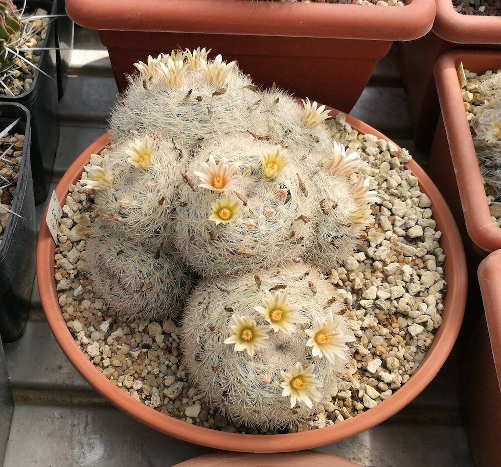 Mammillaria candida