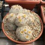 Mammillaria candida