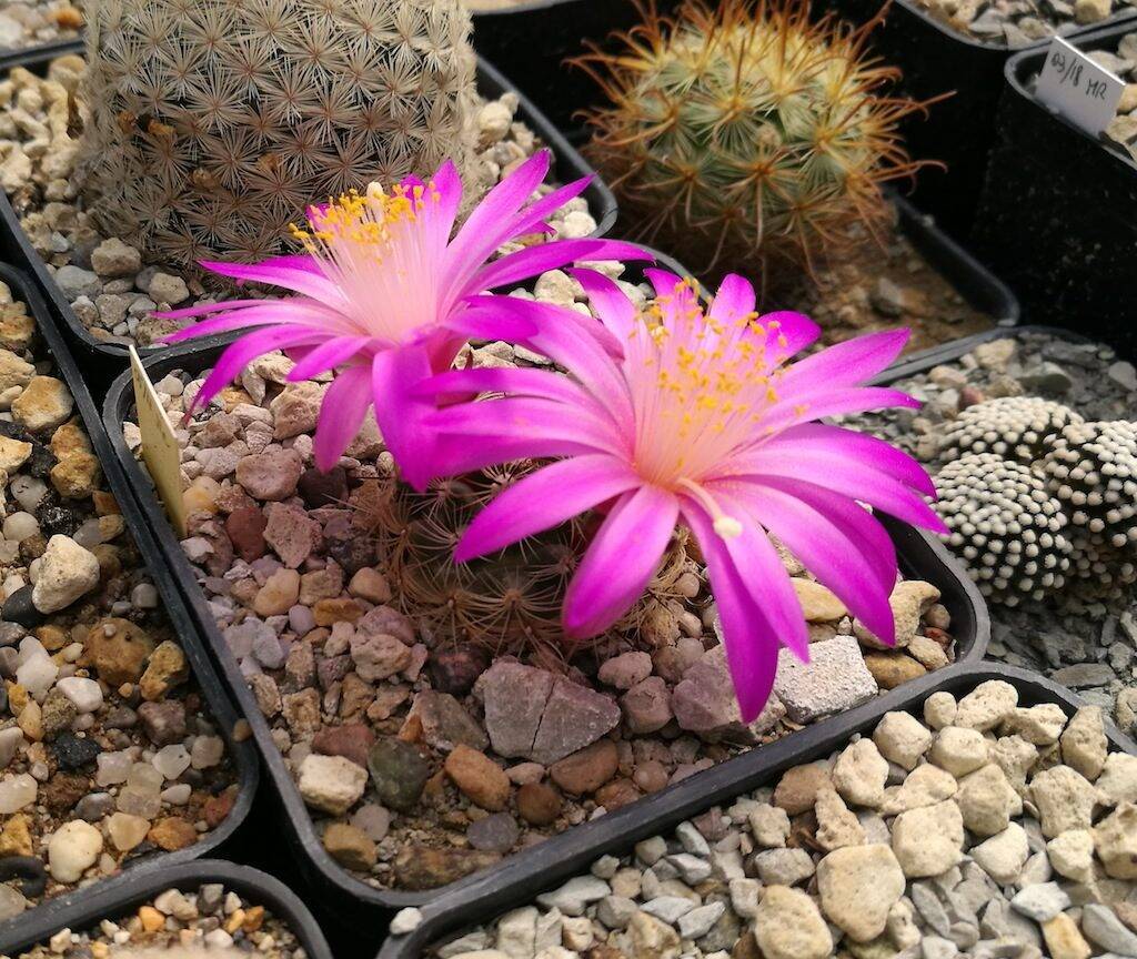 Mammillaria deherdtiana