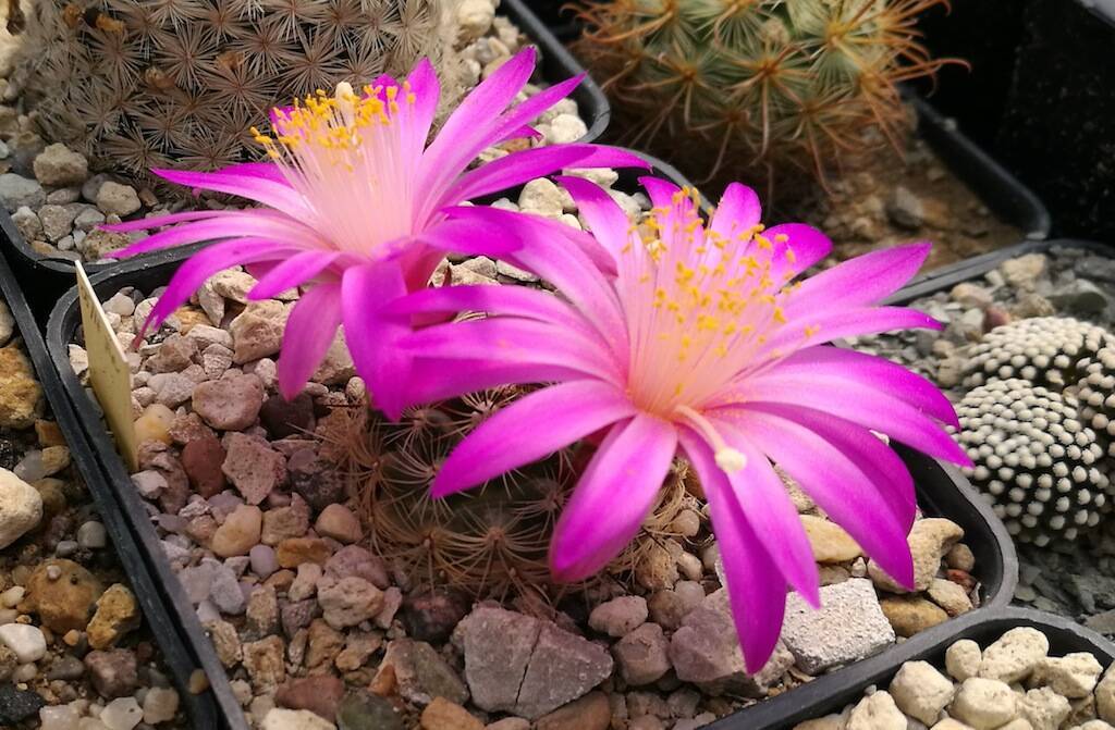 Aprile, le fioriture dei cactus entrano nel vivo: una gallery con tutte le specie più… generose