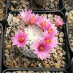 Mammillaria herrerae