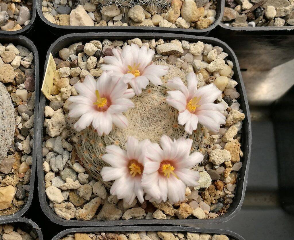 Mammillaria lenta