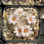 Mammillaria lenta