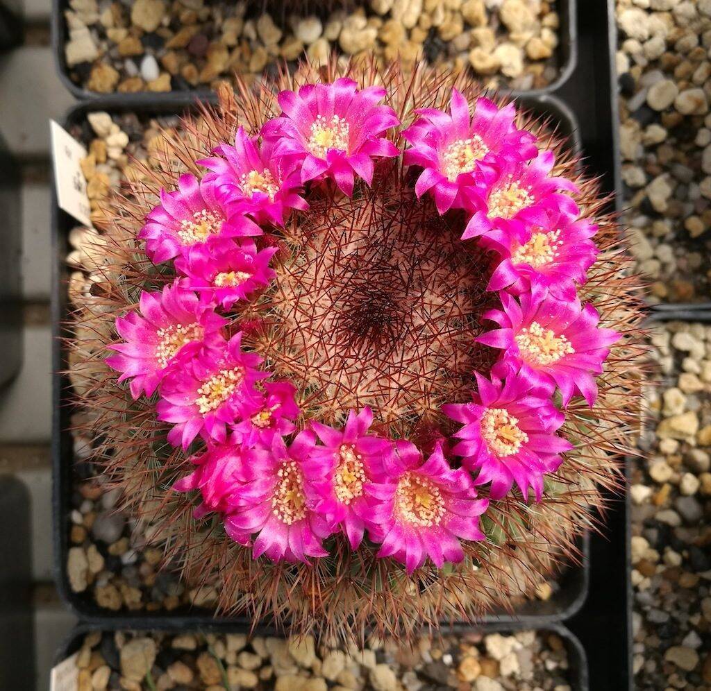 Mammillaria spinosissima