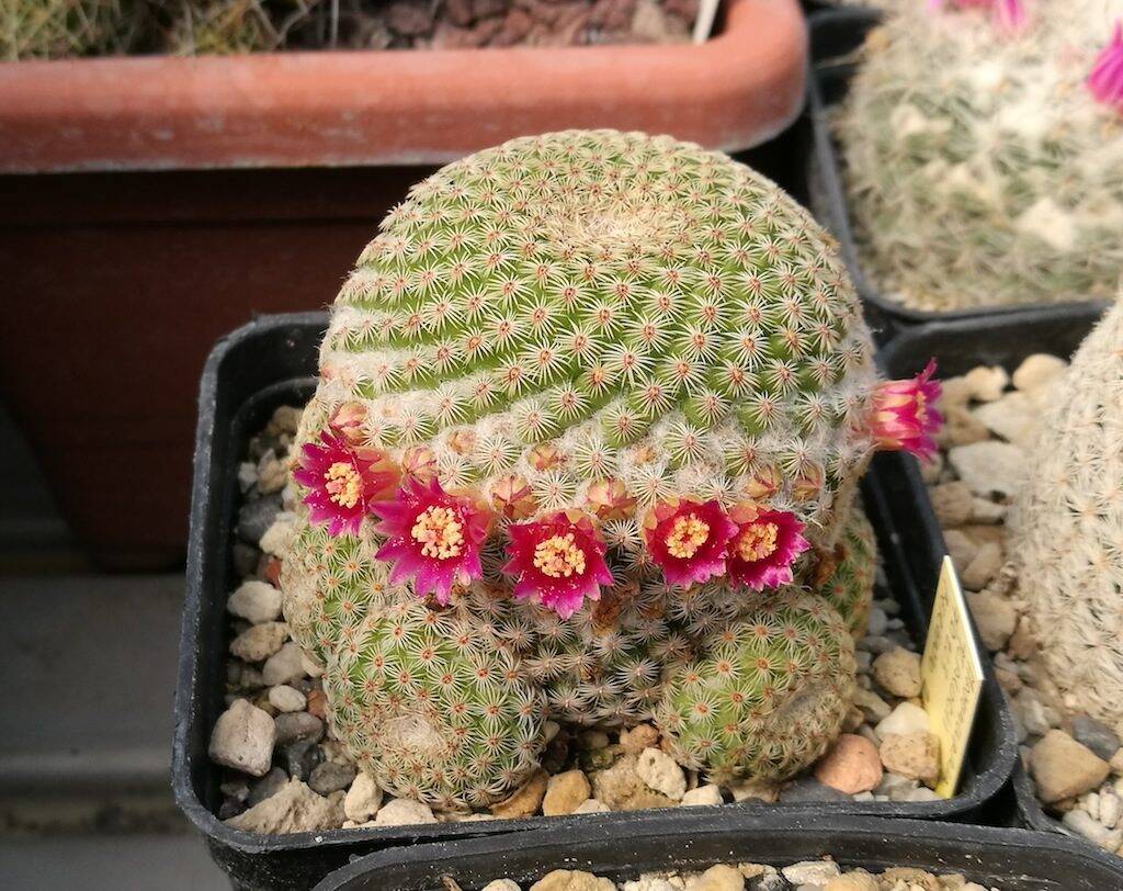 Mammillaria tlalocii