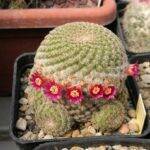 Mammillaria tlalocii