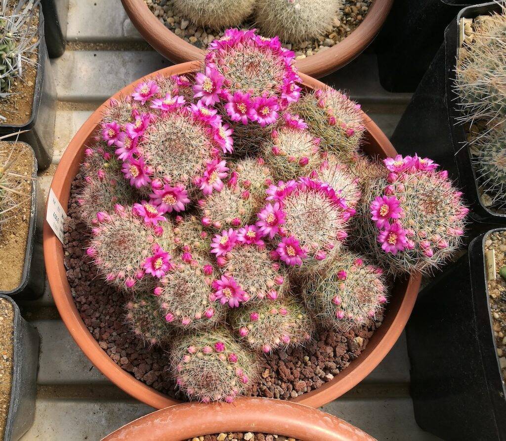 Mammillaria zeilmanniana