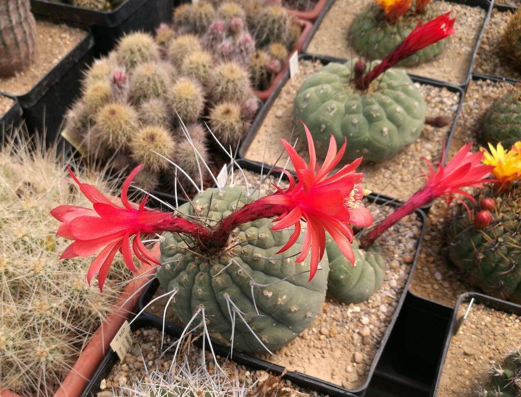 Matucana madisoniorum