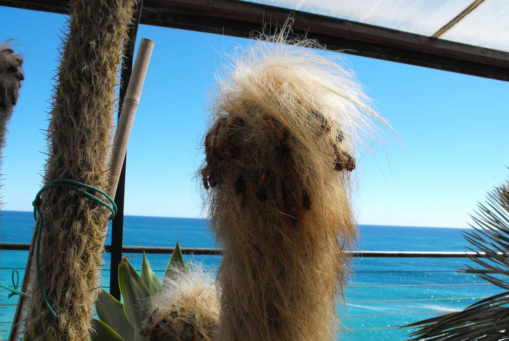 Dalla Costa Azzurra alla Liguria, per vivai e giardini botanici dedicati alle piante grasse