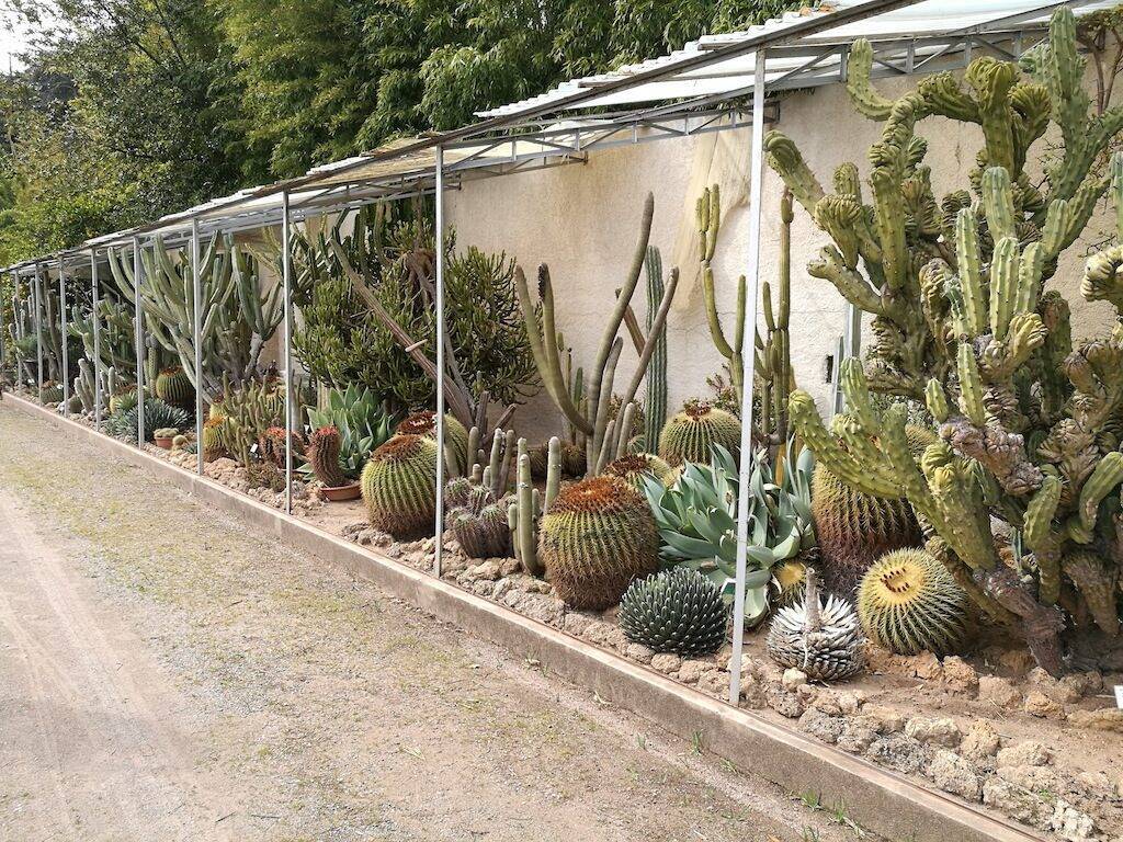 Kuentz Cactus