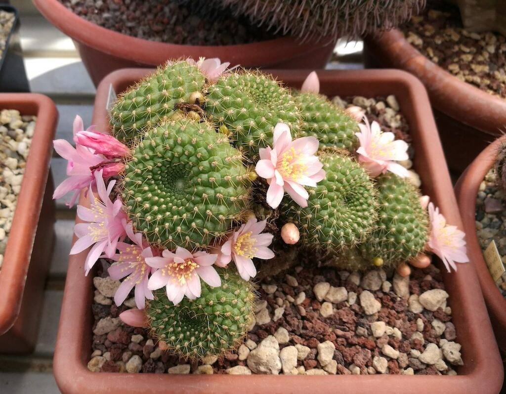 Rebutia sp