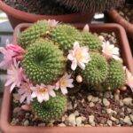 Rebutia sp