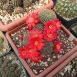 Rebutia sp