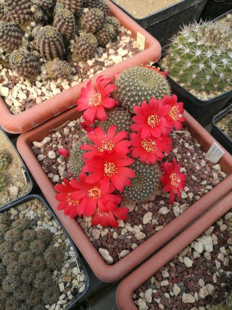 Rebutia sp