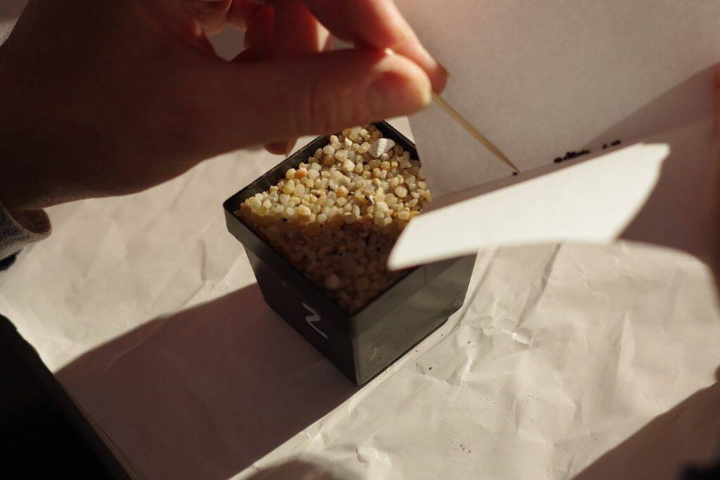 I semi mentre cadono nel vaso