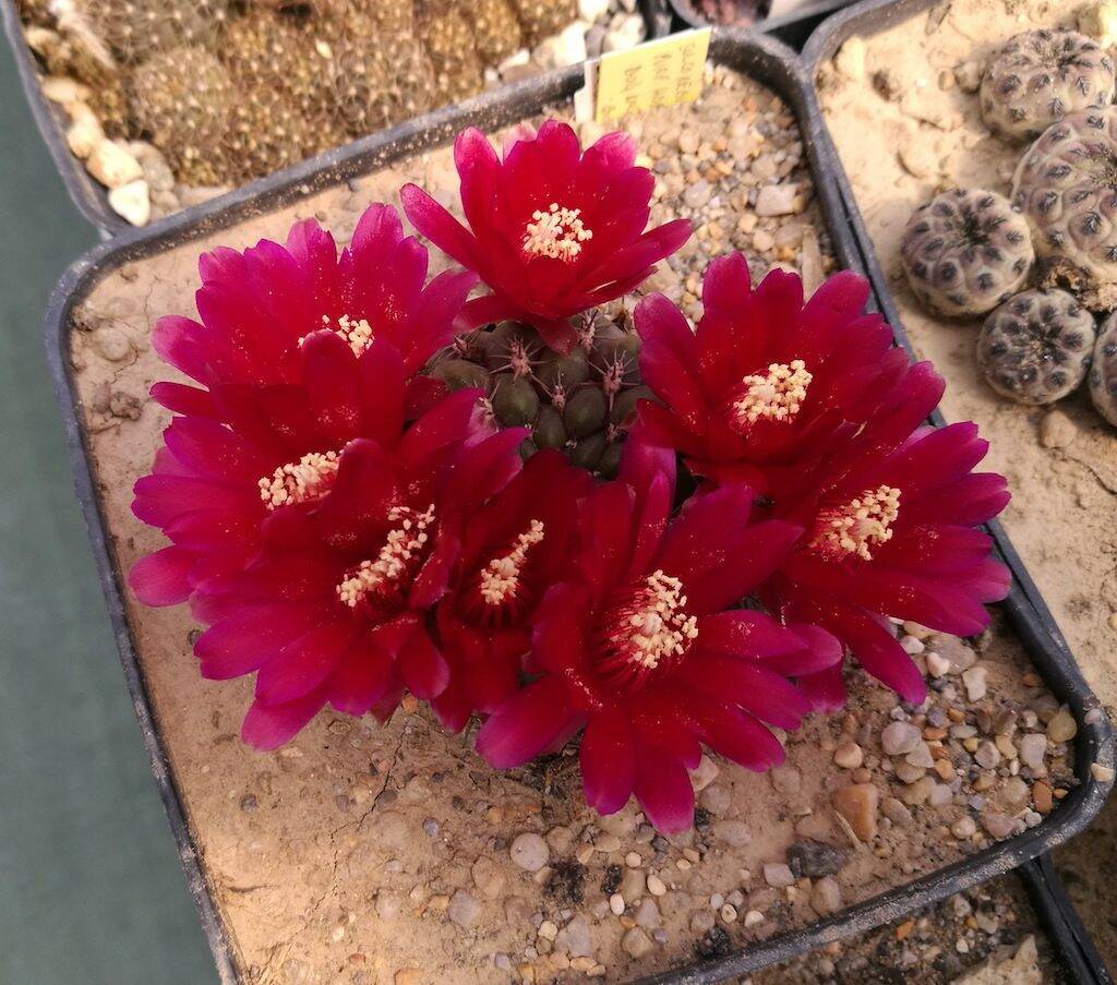 Sulcorebutia purpurea