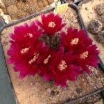 Sulcorebutia purpurea