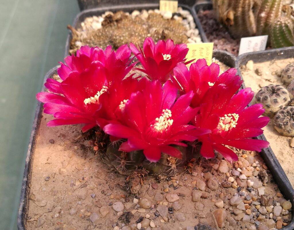 Sulcorebutia purpurea