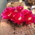 Sulcorebutia purpurea