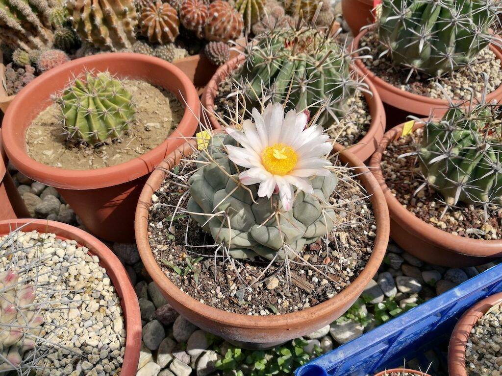 Thelocactus hexaedrophorus